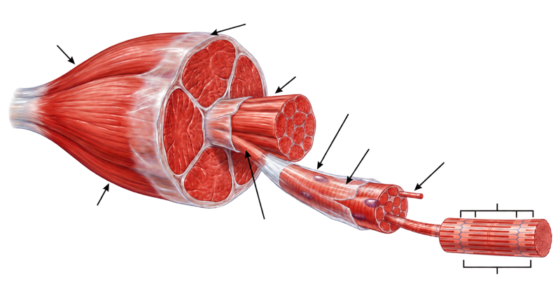 Schéma muet - structure du muscle